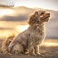 Magnet & Steel Calendrier Cavapoo 2025