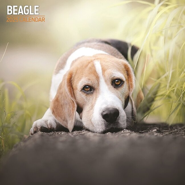 Calendario Beagle 2025