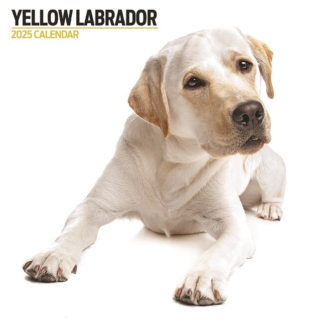 Labrador Retriever Blonde Calendrier 2025 Moderne