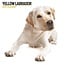 Calendario Labrador Retriever Biondo 2025 Moderno