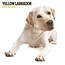 Labrador Retriever Blond Kalender 2025 Modern