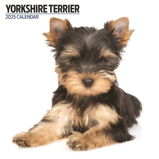 Calendrier Yorkshire Terrier 2025 Moderne