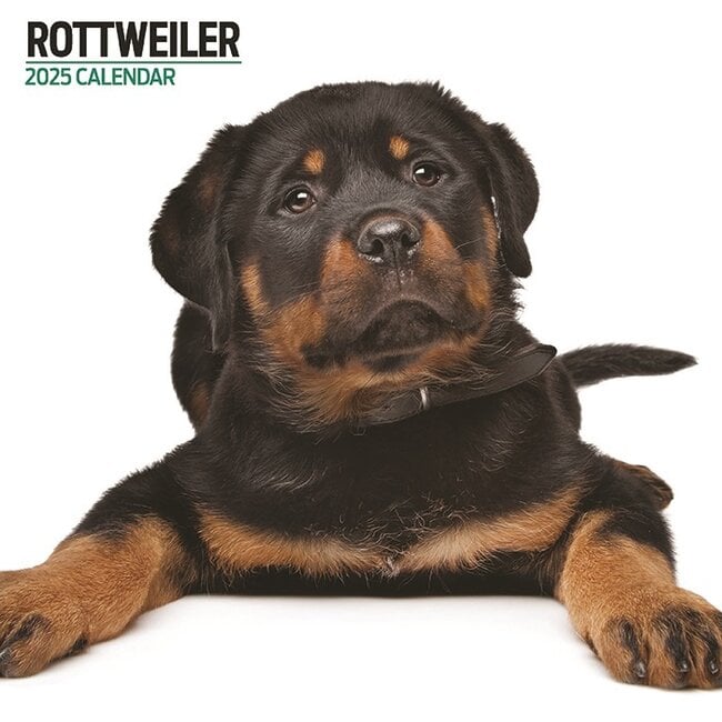 Calendario Rottweiler 2025 Moderno