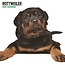 Magnet & Steel Calendario Rottweiler 2025 Moderno