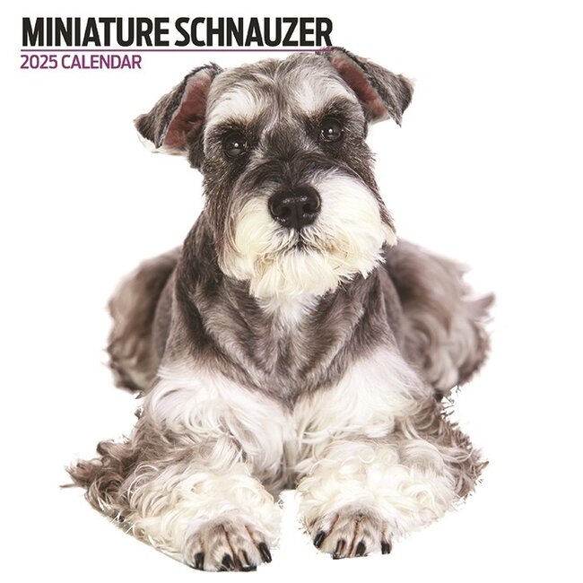 Magnet & Steel Calendario Schnauzer in miniatura 2025 Moderno