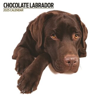 Magnet & Steel Calendario del Labrador Retriever marrone 2025 Moderno