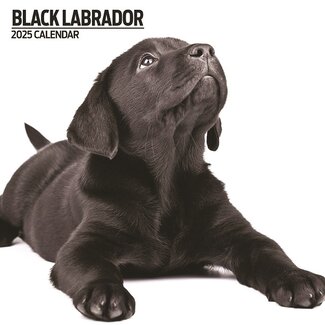 Magnet & Steel Labrador Retriever Calendrier noir 2025 Moderne
