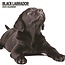 Labrador Retriever Black Calendar 2025 Modern