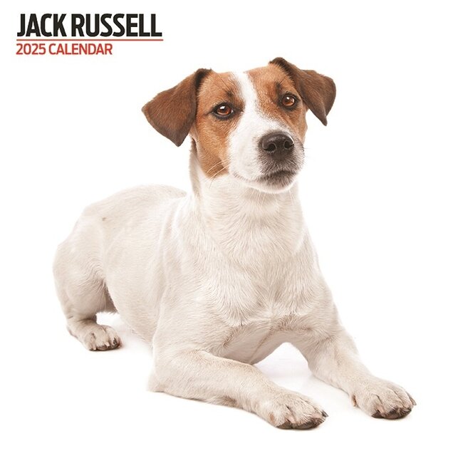 Calendario Jack Russell Terrier 2025 Moderno