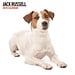 Magnet & Steel Calendrier Terrier Jack Russell 2025 Moderne