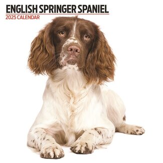 Magnet & Steel Engelse Springer Spaniel Kalender 2025 Modern