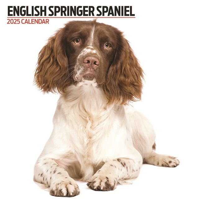 Calendario Springer Spaniel Inglés 2025 Moderno