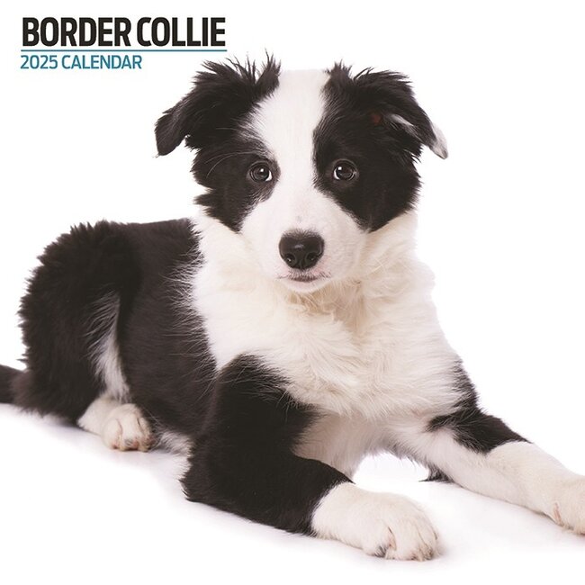 Magnet & Steel Border Collie Calendar 2025 Modern