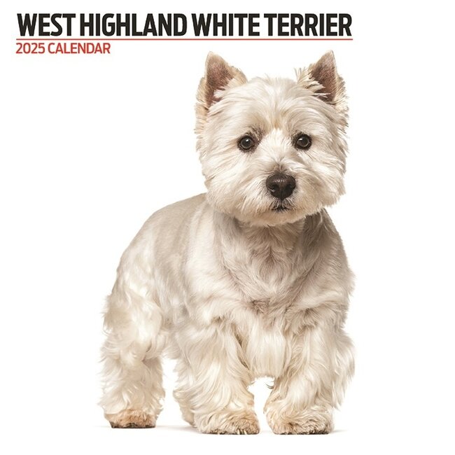 Magnet & Steel West Highland White Terrier Calendrier 2025 Moderne