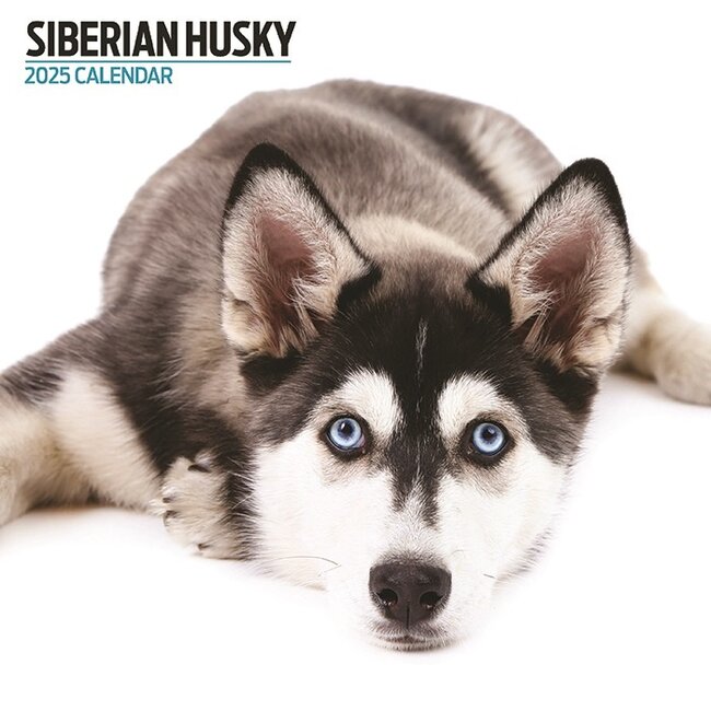 Calendario Siberian Husky 2025 Moderno