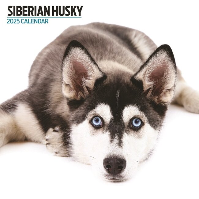Siberian Husky Calendar Modern 2025 Buy Order Online Easily Nl Siberian Husky Calendar 2025 Modern