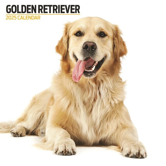 Calendario Golden Retriever 2025 Moderno