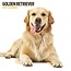 Magnet & Steel Calendario del Golden Retriever 2025 Moderno