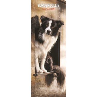 Magnet & Steel Border Collie Calendar 2025 Slimline