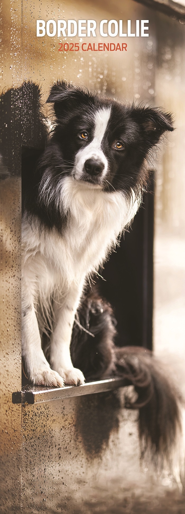 Border Collie Kalender 2025 Slimline