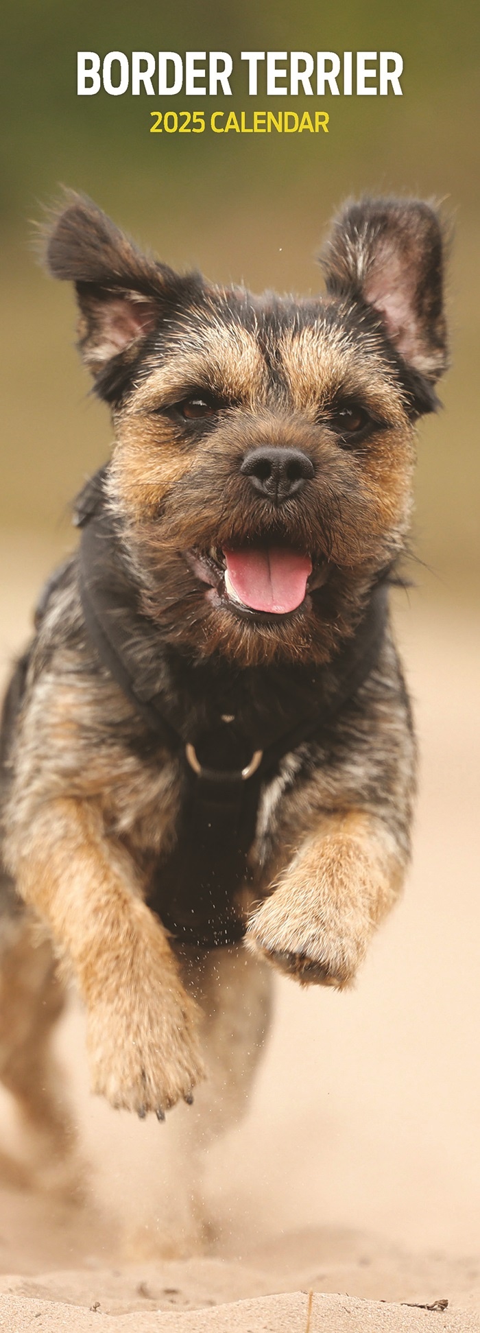 Border Terrier Kalender 2025 Slimline