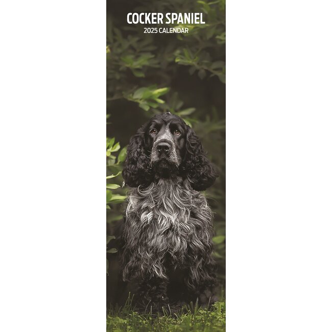 Englischer Cocker Spaniel Kalender 2025 Slimline