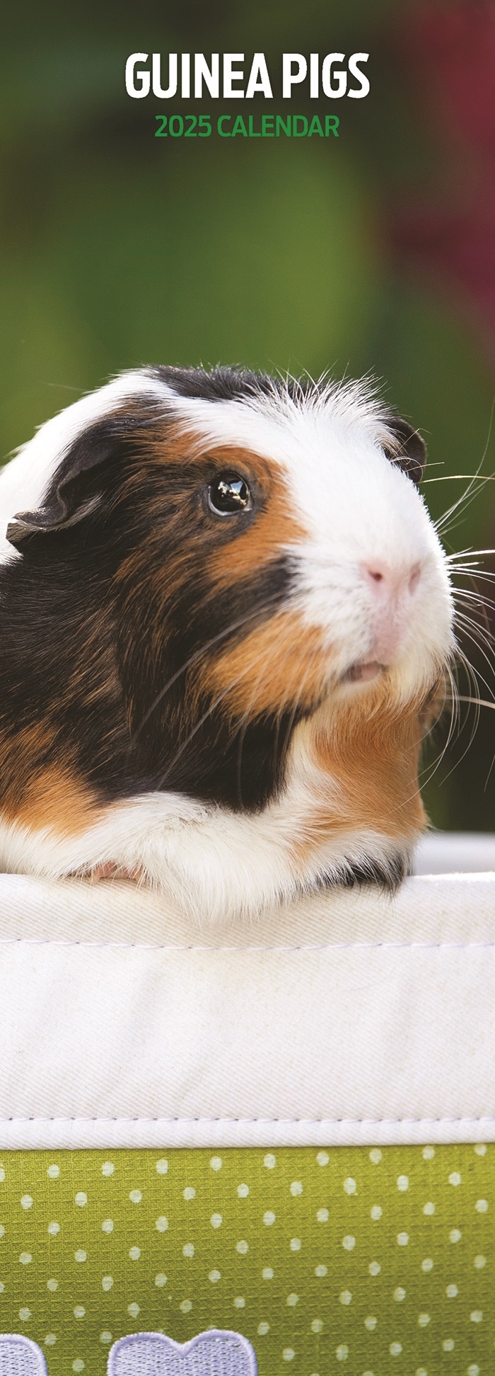 Meerschweinchenkalender 2025 Slimline kaufen  Einfach online bestellen 