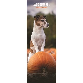 Magnet & Steel Jack Russell Terrier Calendrier 2025 Slimline