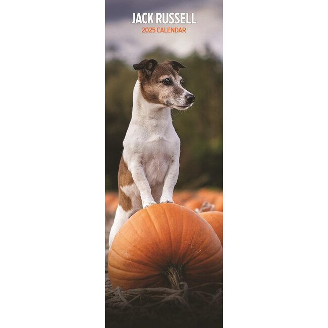 Magnet & Steel Jack Russell Terrier Calendar 2025 Slimline