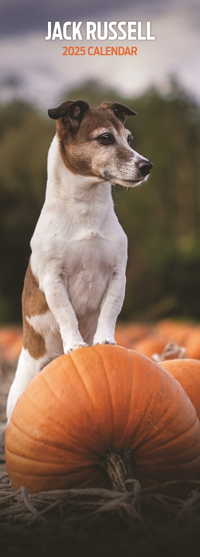 Jack Russell Terrier Calendar 2025 Slimline Buy Order easily online
