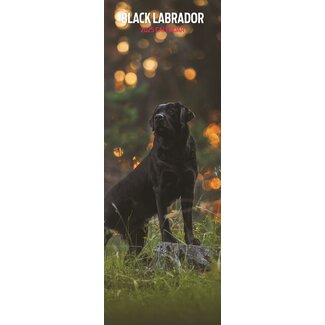 Magnet & Steel Labrador Retriever Calendrier Noir 2025 Slimline