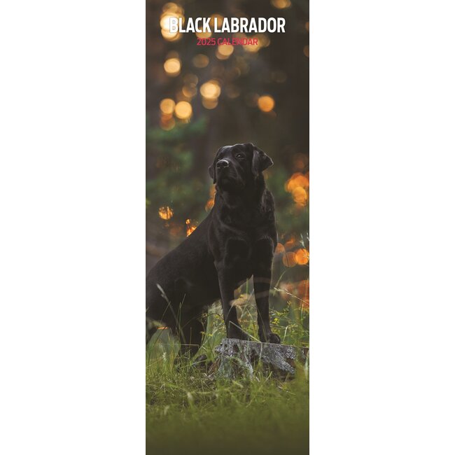 Labrador Retriever Kalender Zwart 2025 Slimline