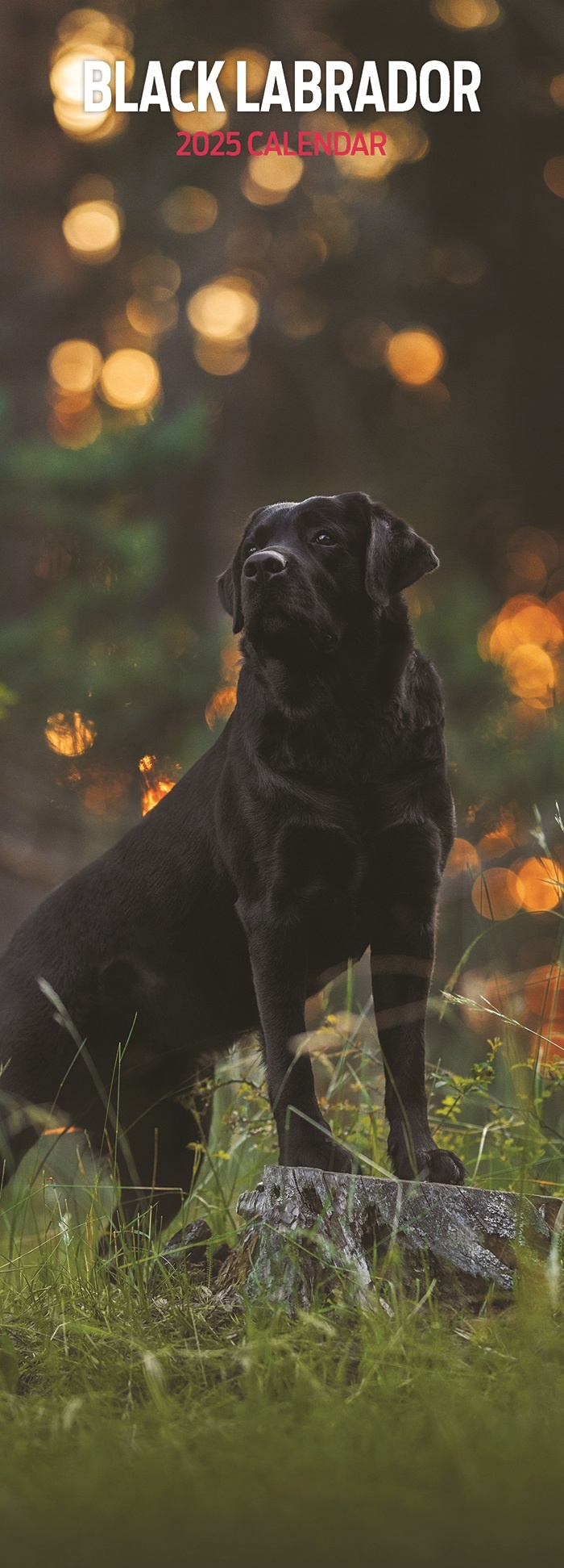 Labrador Retriever Kalender Zwart 2025 Slimline