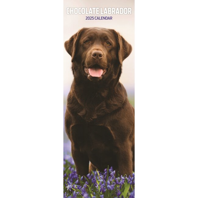 Calendario Labrador Retriever Marrón 2025 Slimline