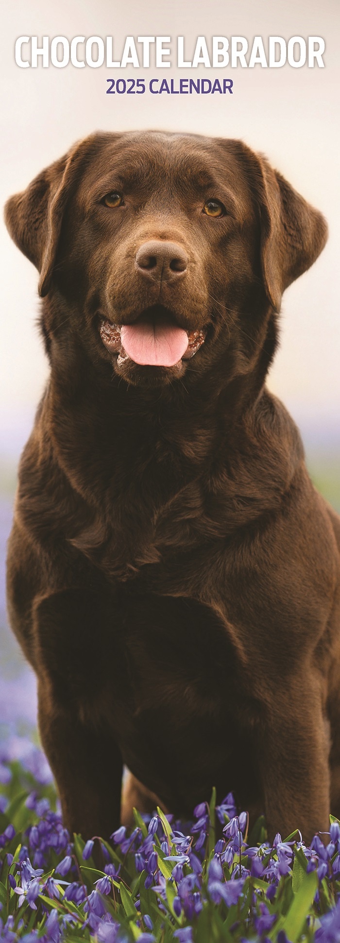 Buy Labrador Retriever Calendar 2025 Slimline Order easily online