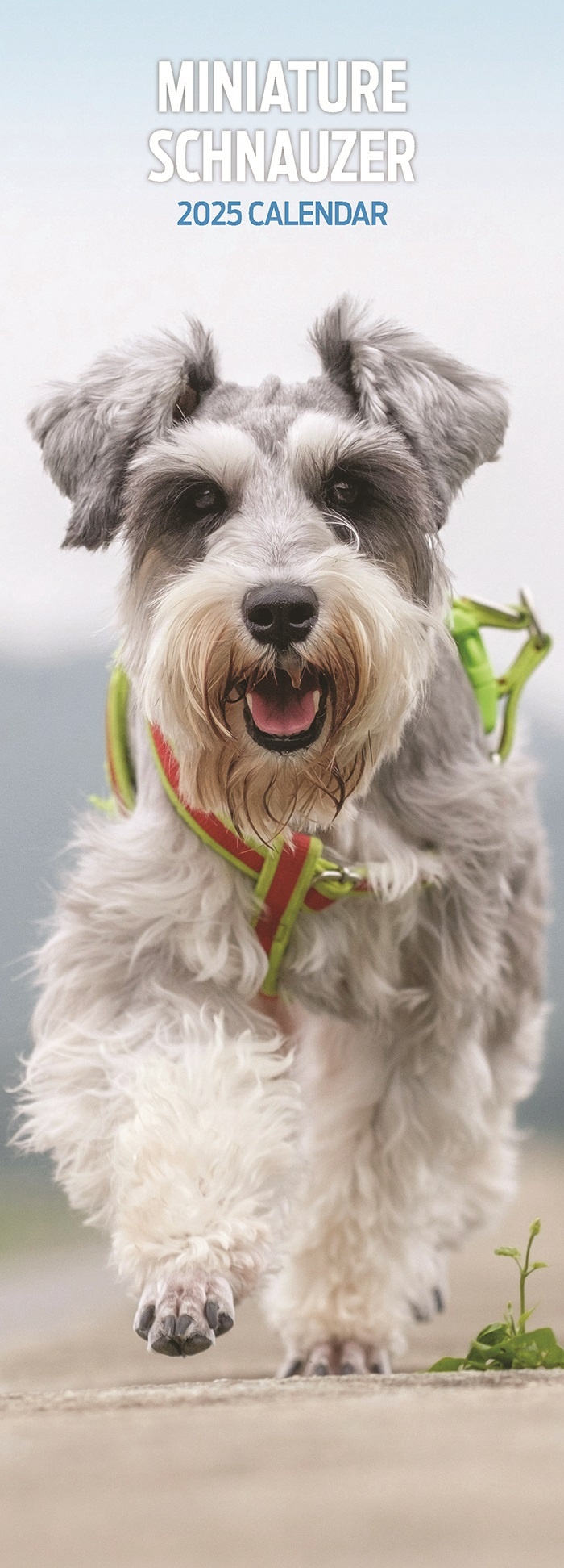 Miniatuur Schnauzer Kalender 2025 Slimline