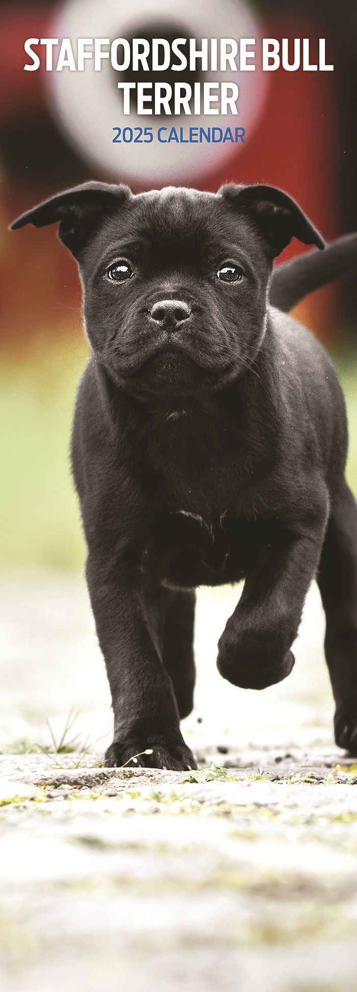 Staffordshire Bull Terrier Calendar 2025 Slimline Buy? Kalenderwinkel.nl