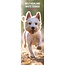 Calendario West Highland White Terrier 2025 Slimline