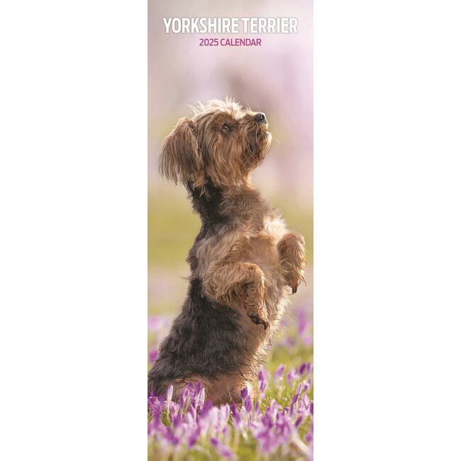 Yorkshire Terrier Calendar 2025 Slimline