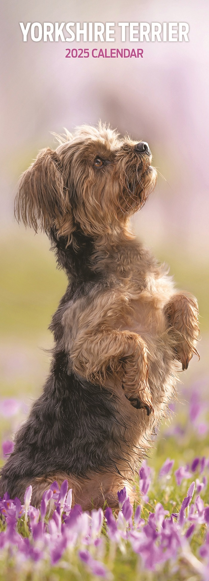 Buying Yorkshire Terrier Calendar 2025 simply order online Yorkshire Terrier Calendar 2025