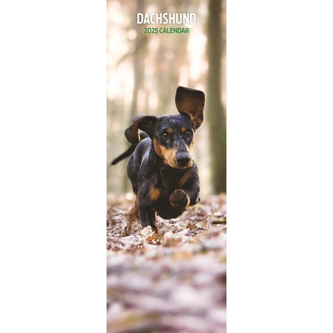 Magnet & Steel Dachshund-Kalender 2025 Slimline