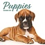 Magnet & Steel Puppies Calendar 2025 Modern