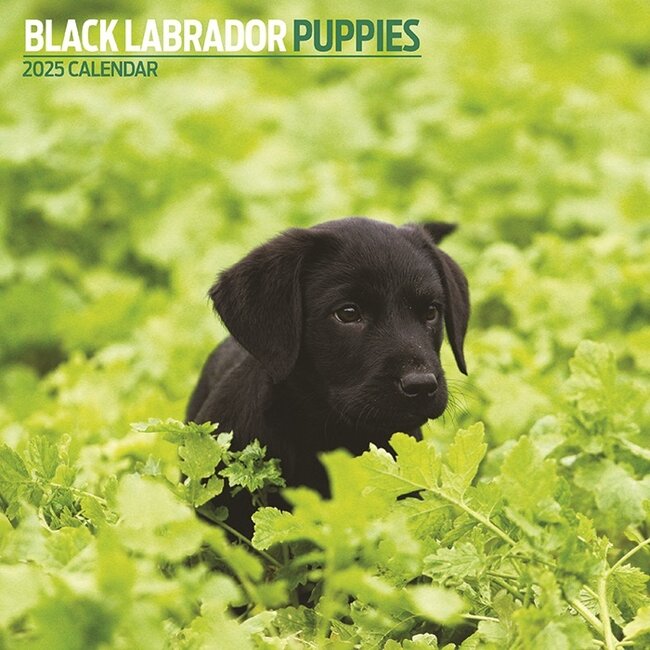 Labrador Retriever Black Puppies Calendar 2025