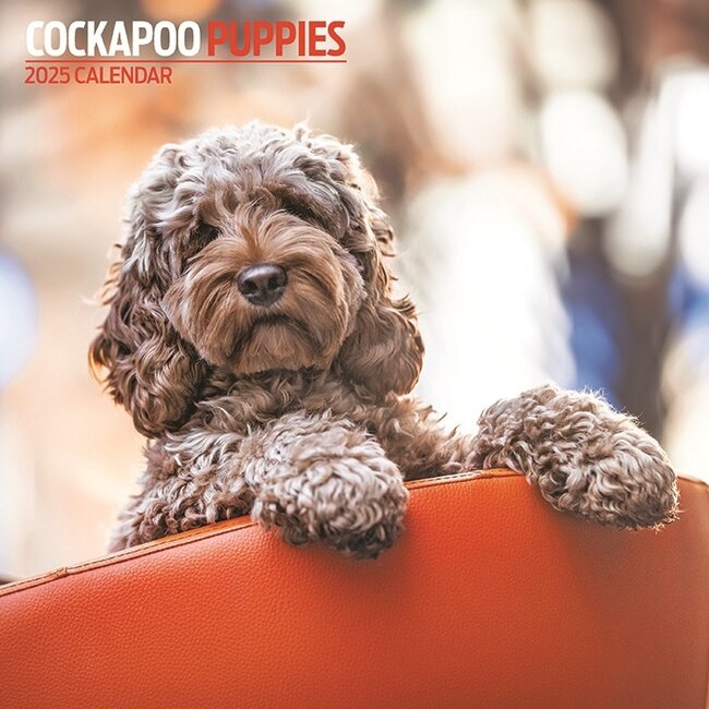 Cockapoo Calendar 2025 Puppies