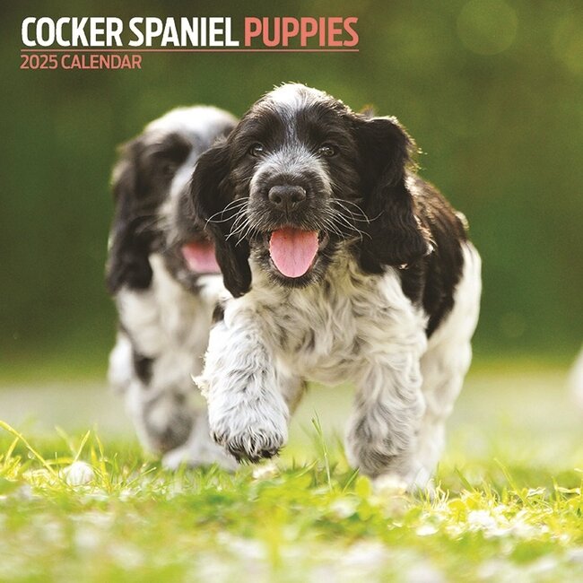 Cocker Spaniel Inglés Calendario 2025 Cachorros
