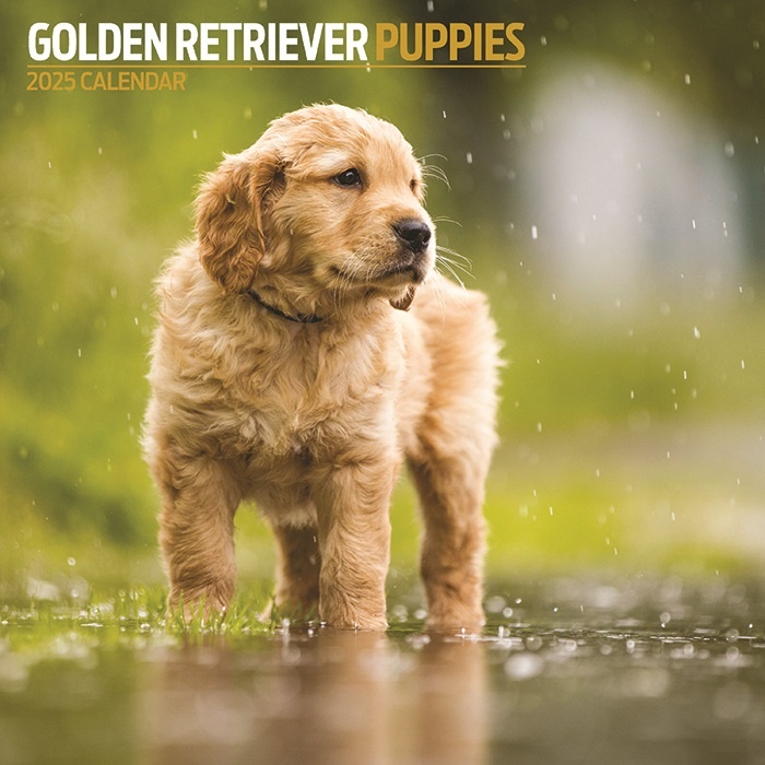 Golden Retriever Puppy Calendar 2025 