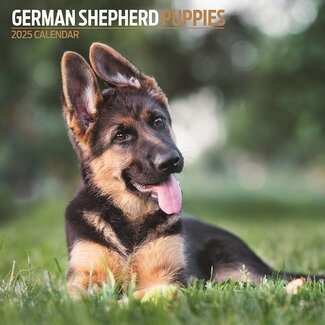 Magnet & Steel German Shepherd Puppies Calendar 2025