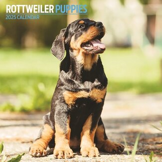 Magnet & Steel Calendario Cachorros Rottweiler 2025