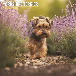 Magnet & Steel Calendrier Yorkshire Terrier 2025