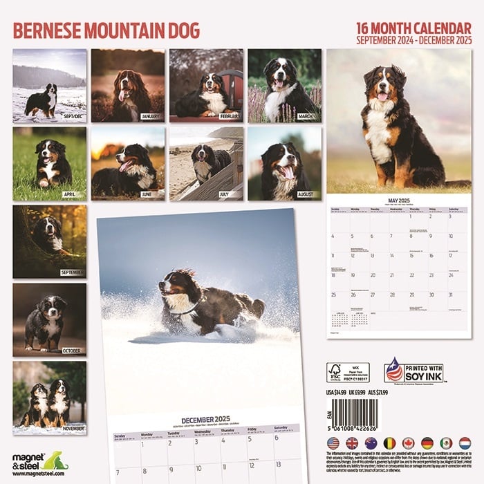 Berner Sennenhund Kalender 2025 